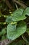 Dioscorea communis plant in bloom