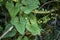 Dioscorea communis plant in bloom