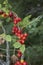 Dioscorea communis red fruit