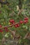 Dioscorea communis red fruit