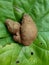 Dioscorea esculenta on the green leaves. Indonesian Javanese call it katak gandul or katak gandol.