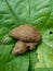 Dioscorea esculenta on the green leaves. Indonesian Javanese call it katak gandul or katak gandol.