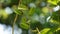 Dioscorea hispida Dennst flower (Indian three-leaved yam, gadung) tree in the nature background