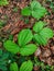 Dioscorea hispida plant that grows on the ground