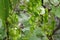 Dioscorea tokoro Female flowers and three winged young capsules.