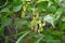 Dioscorea tokoro (Japanese name \\\'Oni-dokoro\\\'). Flowers and Capsules.