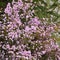 The Diosma hirsuta, the diosme hirsute, or the `fisherman`s plant`