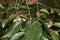 Diospyros lotus branch close up