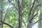 Diospyros malabarica, the gaub tree, Malabar ebony, black-and-white ebony or pale moon ebony, is a species of flowering tree