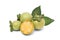 Diospyros mollis fruits