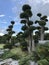 Diospyros rhodocalyx Kurz or Persimmon tree.