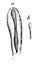 Diphyllobothrium latum scolex head.