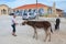 Dipkarpaz, Karpas Peninsula, Northern Cyprus - Oct 3rd 2018: Older woman feeding wild donkeys with carrots on a parking lot.
