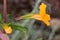Diplacus aurantiacus, Orange bush monkey-flower