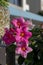 Dipladenia mandevilla pink flower in bloom, rocktrumpet ornamental tropical flowering plant