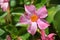 Dipladenia, Mandevilla Sanderi, is a annual shrub. With showy pink, red, raspberry splash blooms in Glendale, Maricopa County, Ari