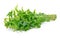 Diplazium esculentum or edible vegetable fern