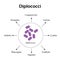 Diplococci. The disease is caused diplococci. Infographics. Vector illustration