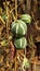Diplocyclos palmatus. Native Bryony or Striped cucumber (Diplocyclos palmatus)
