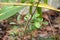 Diploderma swinhonis climbing on plant branches