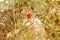 Diplolepis Rosae Gall on a wild rose bush Rosa Canina in the forest in autumn. Spain. Known as Robin`s Pincushion Gall or Gall B