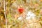 Diplolepis Rosae Gall on a wild rose bush Rosa Canina in the forest in autumn. Spain. Known as Robin`s Pincushion Gall or Gall B