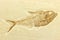 Diplomystus fish fossil