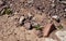 Diplotaxis acris or Desert Rocket in bloom in Arava desert, selective focus on flower