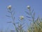 Diplotaxis erucoides plant close up