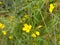 Diplotaxis muralis, the annual wall-rocket, is a species of flowering plant in the family Brassicaceae