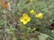 Diplotaxis muralis, the annual wall-rocket, is a species of flowering plant in the family Brassicaceae