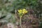 Diplotaxis muralis - wild flower