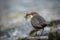 Dipper in England with nesting material