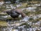 Dipper fishing in the River Dove