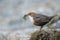 Dipper with nesting material