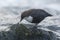 Dipper standing on a small rock, in the riverbank, during winter season, Vosges, Franc