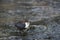 Dipper standing on a small rock, in the riverbank, during winter season, Vosges, France