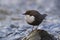 Dipper standing on a small rock, in the riverbank, during winter season, Vosges, France