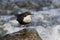 Dipper standing on a small rock, in the riverbank, during winter season, Vosges, France