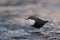 Dipper standing on a small rock, in the riverbank, during winter season, Vosges, France