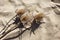 Dipsacus. Dried thorn herbs with trendy shadow on beach sand. Dipsacus Sativus Fullonum autumn wild flowers