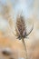 Dipsacus fullonum. Brightly sunlit stems of dry winter thistle with ice crystals on it.