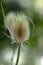 Dipsacus fullonum faded flowering flowers, high plant after blooming, ornamental common teasel