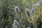 Dipsacus fullonum with light blue flowers