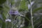 Dipsacus fullonum with light blue flowers