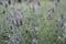 Dipsacus fullonum with light blue flowers