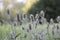 Dipsacus fullonum with light blue flowers