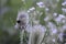 Dipsacus fullonum with light blue flowers