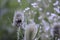 Dipsacus fullonum with light blue flowers