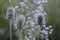 Dipsacus fullonum with light blue flowers